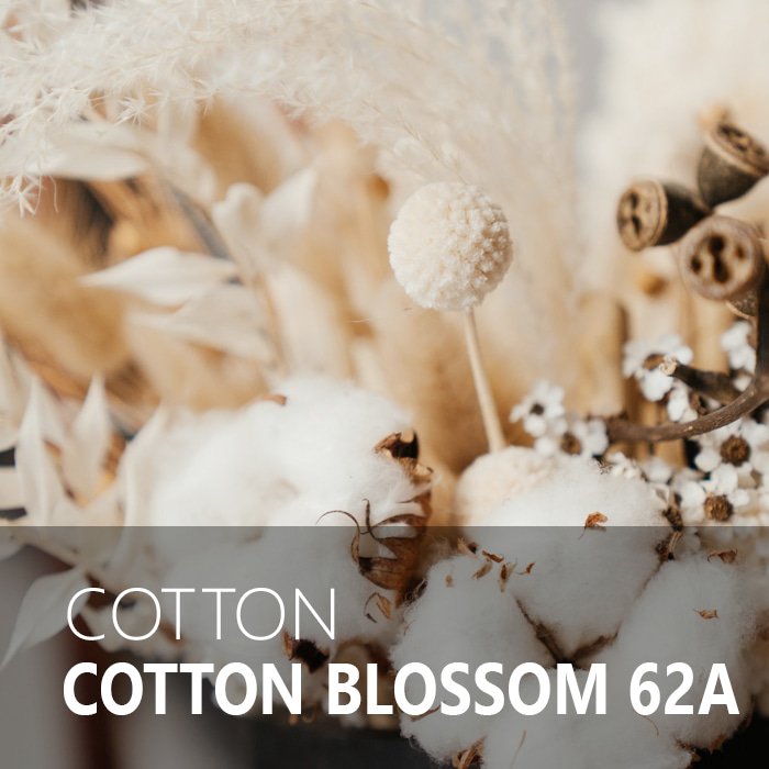 COTTON BLOSSOM / 코튼블라썸 62A